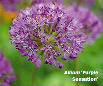 Allium Purple Sensation Gardenfrontier Tall purple globe shaped Allium flowers standing above a garden bed