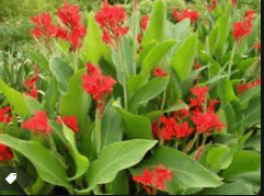 Canna indica Gardenfrontier A tropical Canna indica plant with large green leaves and an orange flower