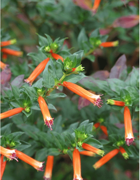 Cigar Plant Gardenfrontier Cigar plant with red tubular flowers also called Mexican cigar plant