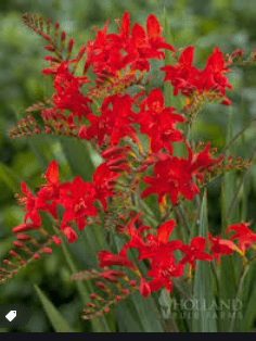 Crocosmia Flowers Gardenfrontier Bright orange Crocosmia flowers blooming on elegant arching stems