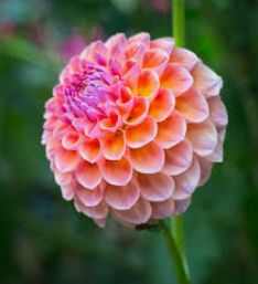 Dahlia Flowers Gardenfrontier A large vibrant orange Dahlia flower in full bloom