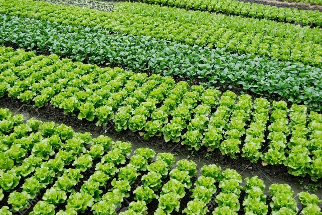 Healthy soil is full of life Gardenfrontier A close up of fertile garden soil showing its crumbly aerated structure