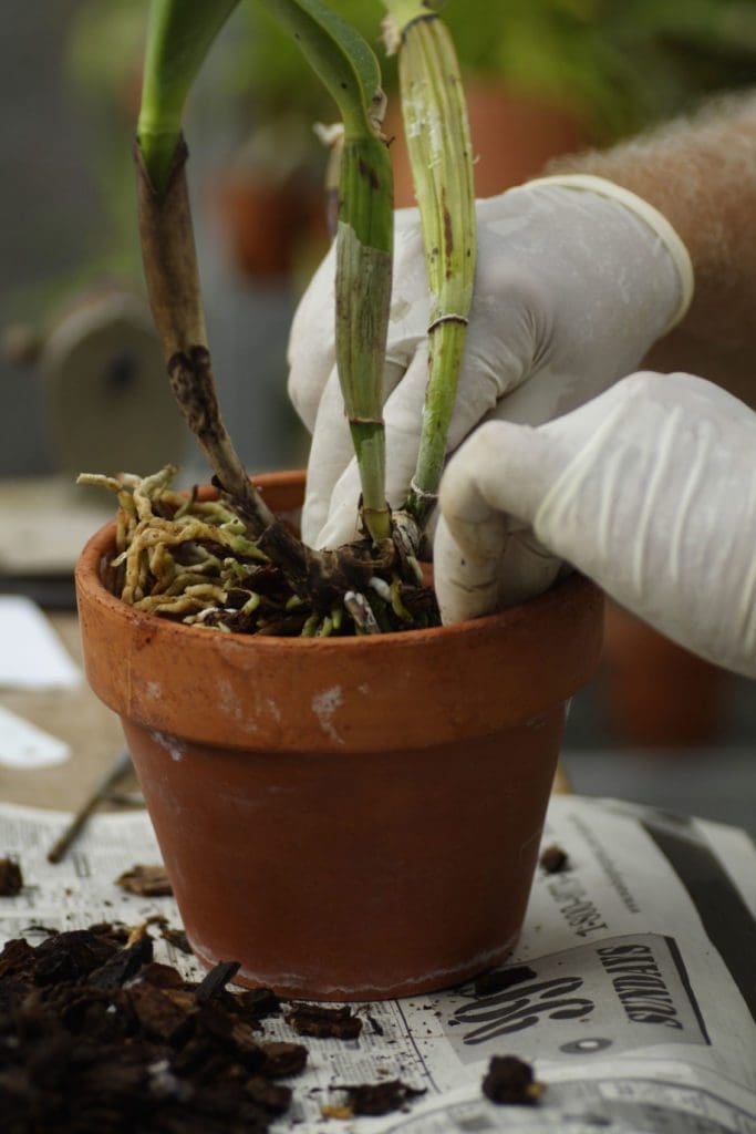 A healthy Phalaenopsis orchid ready for repotting Gardenfrontier A gardener holding a beautiful Phalaenopsis orchid in a clear plastic pot