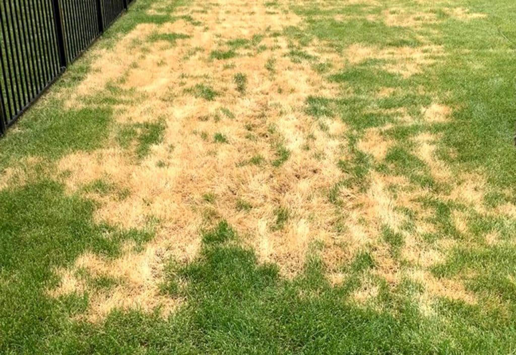 Lawn Problem Solving Gardenfrontier Comprehensive lawn problem solving and maintenance