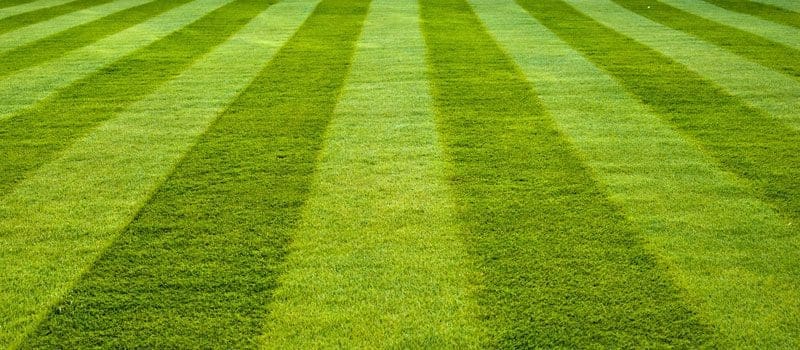Organic Lawns Success Gardenfrontier Organic Lawns Success