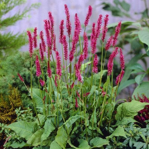 Vibrant Persicaria Flowers Gardenfrontier Pink Persicaria flower spikes blooming in a lush summer perennial border