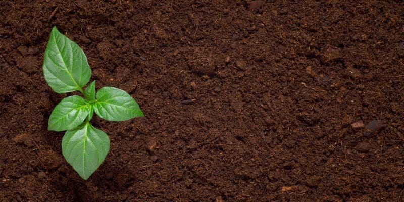 Rich dark crumbly garden soil Gardenfrontier Two hands gently holding a mound of rich dark healthy garden soil