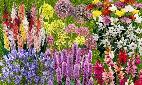 Vibrant SummerFlowering Bulbs Gardenfrontier A beautiful vibrant garden bed completely filled with blooming summer bulbs