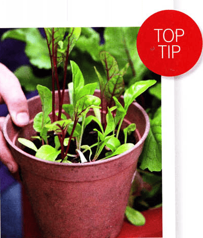 Growing extra lettuce in small backup pots Gardenfrontier Small backup pots filled with growing lettuce seedlings