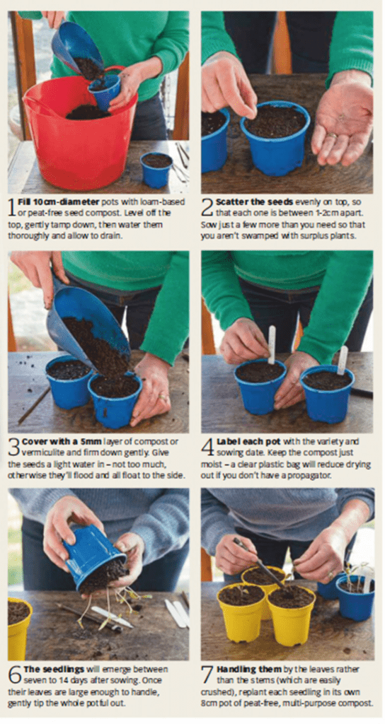 An infographic guide to planting tomatoes Gardenfrontier A detailed illustrated guide showing how deep to plant a tomato seedling