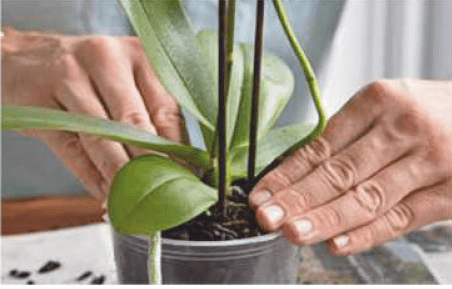 Packing fresh orchid bark around the roots Gardenfrontier Filling the clear orchid pot with fresh chunky bark potting mix