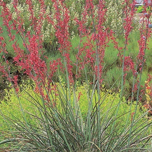 Texas Red Yucca Plant blooming Gardenfrontier A beautiful blooming Texas Red Yucca plant with tall reddish pink flower spikes
