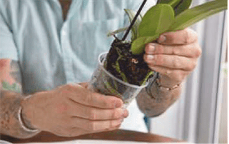 Carefully removing the orchid from its old pot Gardenfrontier A gardener gently pulling a Phalaenopsis orchid out of its old plastic pot