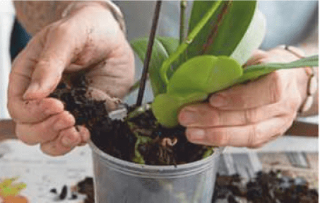Sizing the orchid roots for the new pot Gardenfrontier Placing the cleaned orchid roots into a clear plastic growing pot