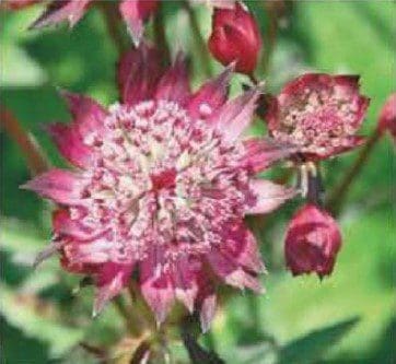 Astrantia Hadspen Blood Gardenfrontier Astrantia'Hadspen Blood'
