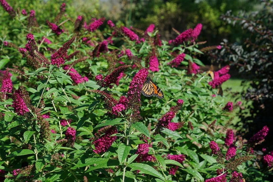 Butterfly Bush Pruning Gardenfrontier Butterfly Bush Pruning