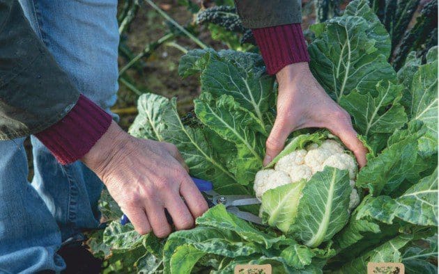 Cauliflower Harvesting Gardenfrontier Cauliflower Harvesting