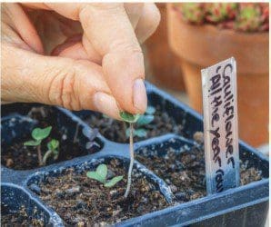 Cauliflower Seed Gardenfrontier Cauliflower Seed