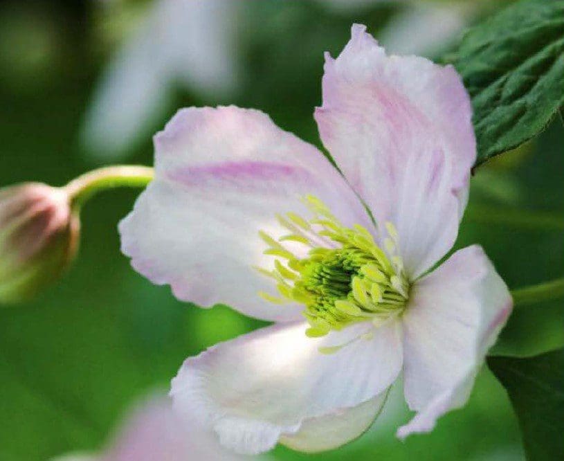 Clematis Montana Pruning Gardenfrontier Clematis Montana Pruning