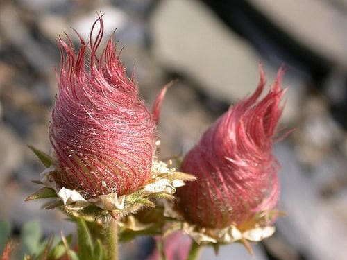 Creeping Avens Gardenfrontier Creeping Avens