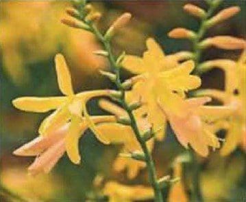 Crocosmia Gardenfrontier'George Davison' Crocosmia'George Davison'