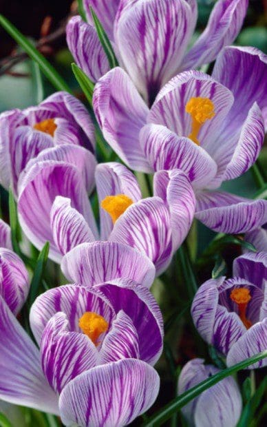 Crocus Pickwick Gardenfrontier Crocus Pickwick