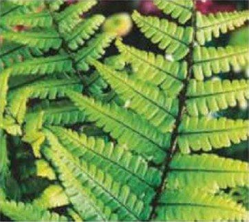 Dryopteris wallichiana Gardenfrontier Dryopteris wallichiana