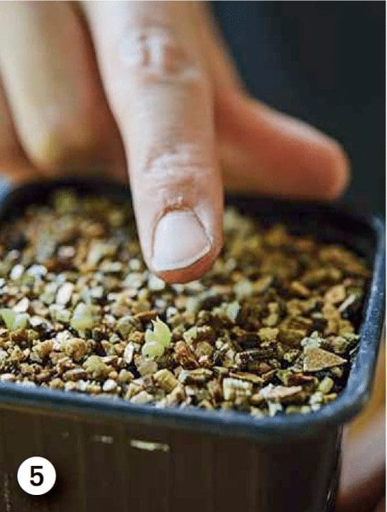 Germination Gardenfrontier
