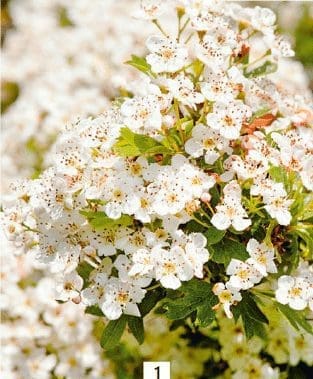 Hawthorn Gardenfrontier Hawthorn