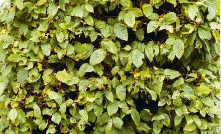 Hornbeam Gardenfrontier Hornbeam