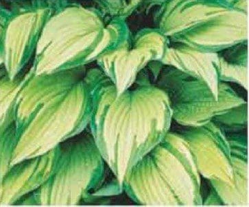 Hostafortunei albopicta Gardenfrontier Hostafortunei albopicta