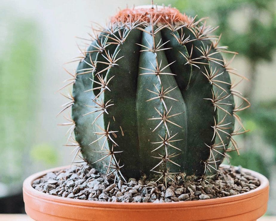 How To Grow A Cactus From Seed Gardenfrontier How To Grow A Cactus From Seed