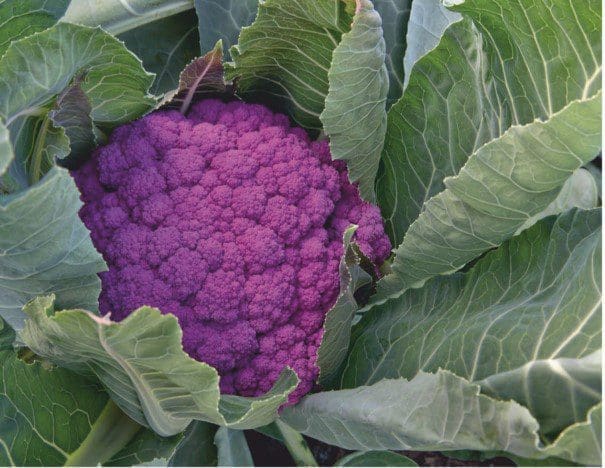 How To Grow A Cauliflower Gardenfrontier How To Grow A Cauliflower
