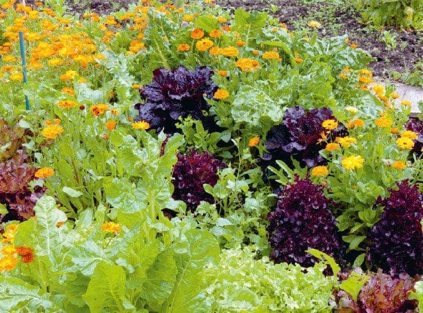 How To Manage Pests Gardenfrontier How To Manage Pests