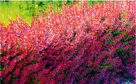 Japanese barberry Gardenfrontier Japanese barberry