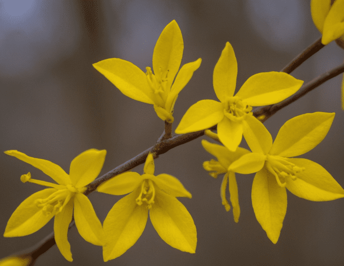 Leaf Curling on Forsythia Gardenfrontier Leaf Curling on Forsythia