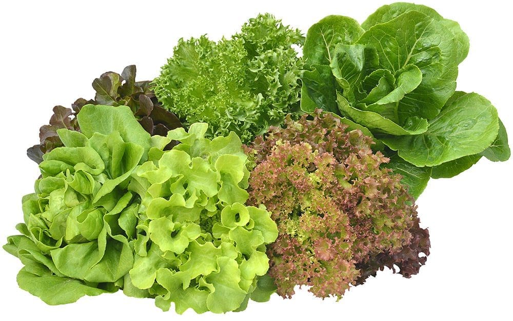 Lettuce Types Gardenfrontier Lettuce Types
