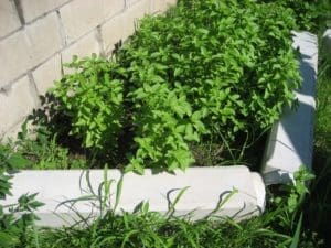 Lime basil Gardenfrontier Lime basil