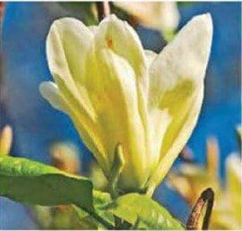 Magnolia denudata Gardenfrontier Magnolia denudata