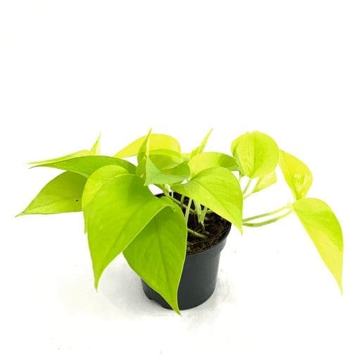 Neon pothos Gardenfrontier Neon Pothos