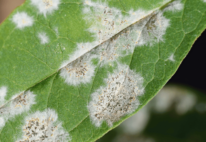 Powdery Mildew on Forsythia Gardenfrontier Powdery Mildew on Forsythia