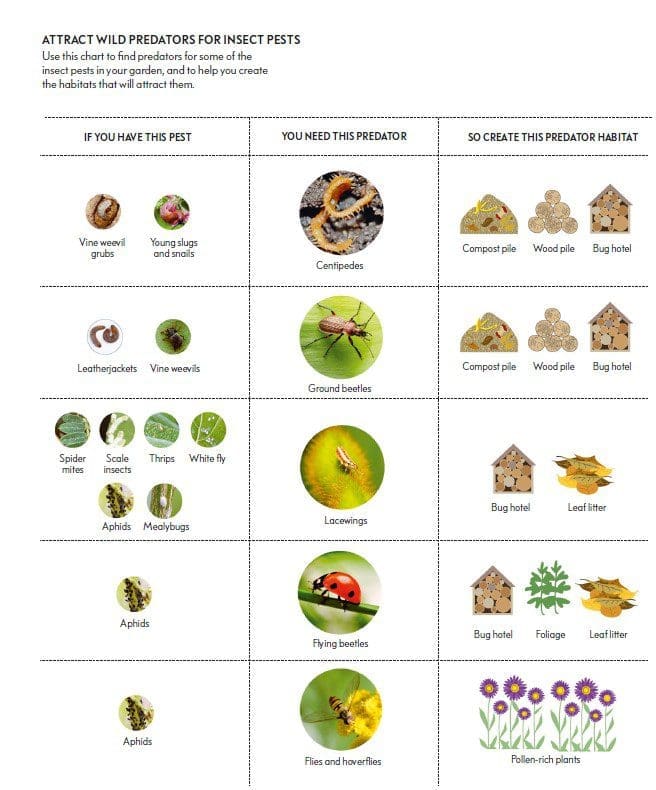 Predator Chart Gardenfrontier Predator Chart