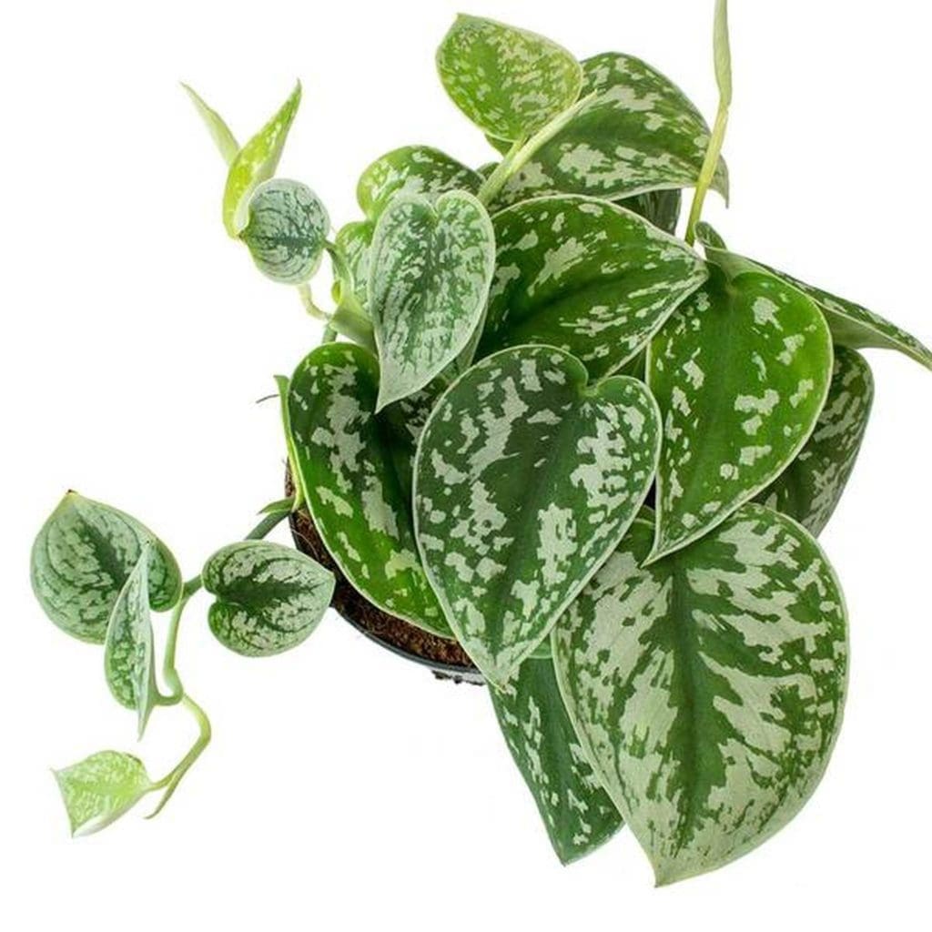 Scindapsus Pictus Plant Gardenfrontier Scindapsus Pictus Plant