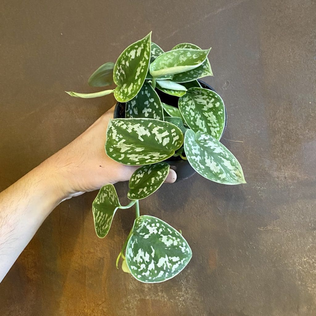 Scindapsus Pictus Plant Gardenfrontier Scindapsus Pictus Plant