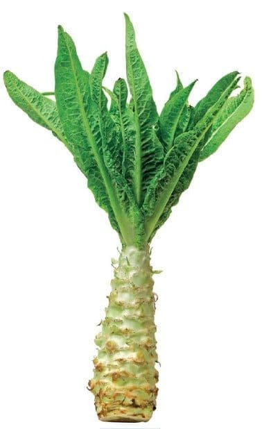 Stem Lettuce Gardenfrontier Stem Lettuce