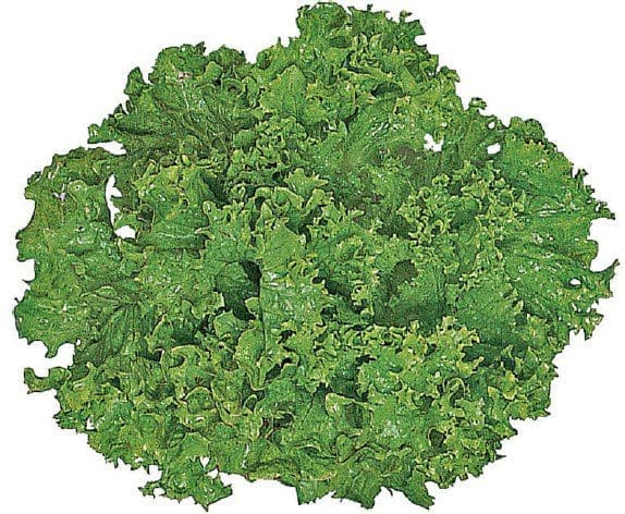 loose leaf Gardenfrontier loose leaf