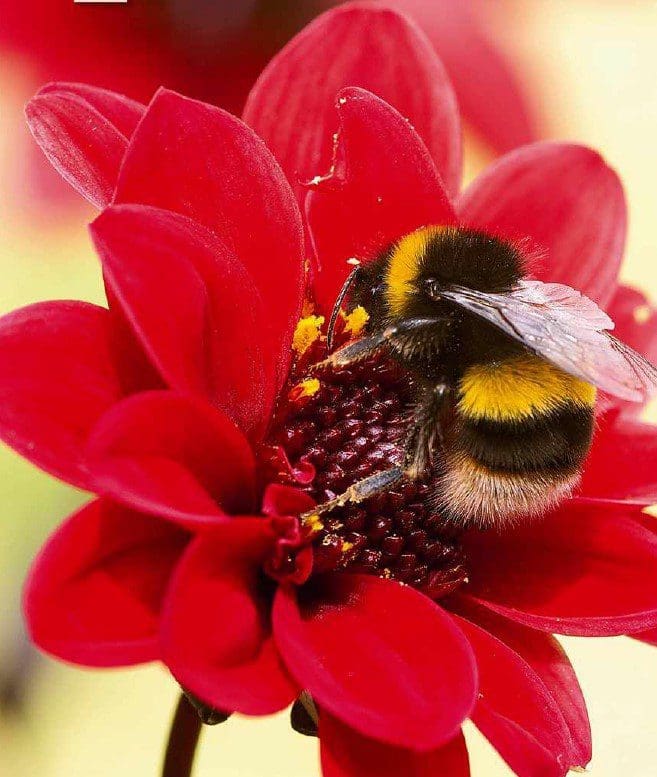 pollinators Gardenfrontier pollinators
