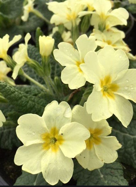 primrose primula vulgaris Gardenfrontier primrose primula vulgaris