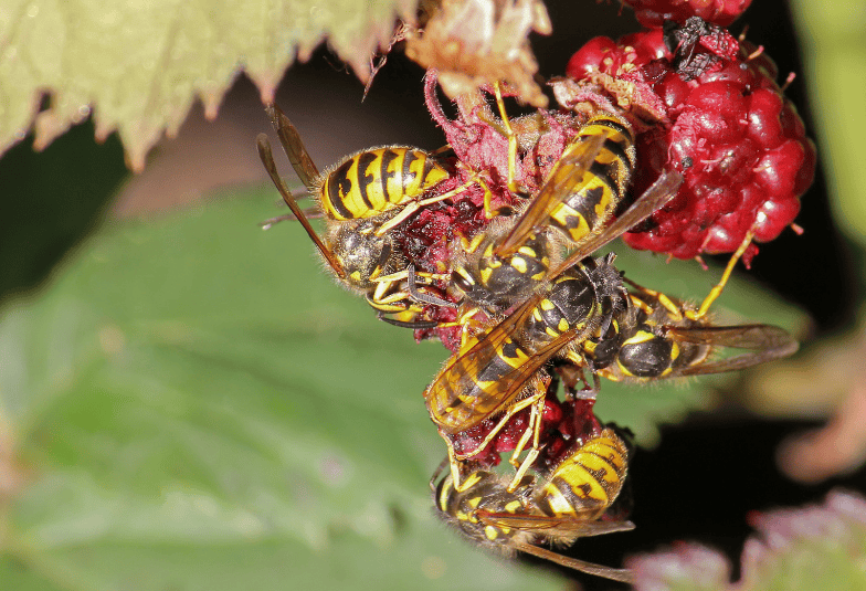 raspberry crown wasp eating raspberry fruit Gardenfrontier raspberry crown wasp eating raspberry fruit