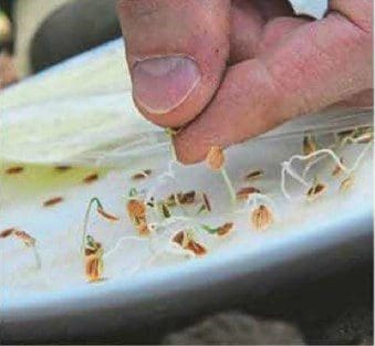 seeds germinate Gardenfrontier seeds germinate